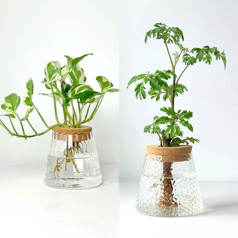Glass Flower Pots Home Decoration