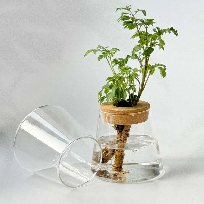 Glass Flower Pots Home Decoration